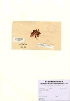 藏品(Laurencia flexuosa Kutzing)的圖片